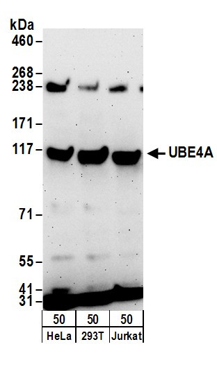 UBE4A Antibody in Western Blot (WB)