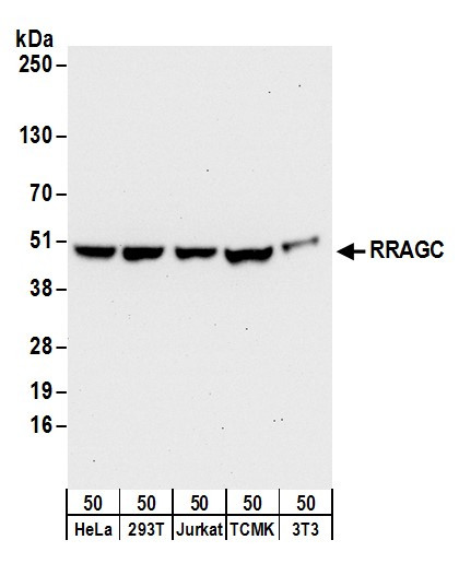 RRAGC/RagC Antibody in Western Blot (WB)