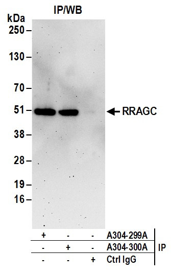 RRAGC/RagC Antibody in Immunoprecipitation (IP)
