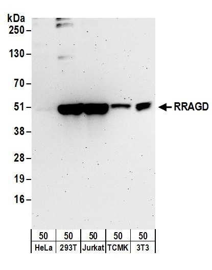 RRAGD Antibody in Western Blot (WB)