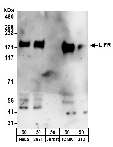 LIFR Antibody in Western Blot (WB)