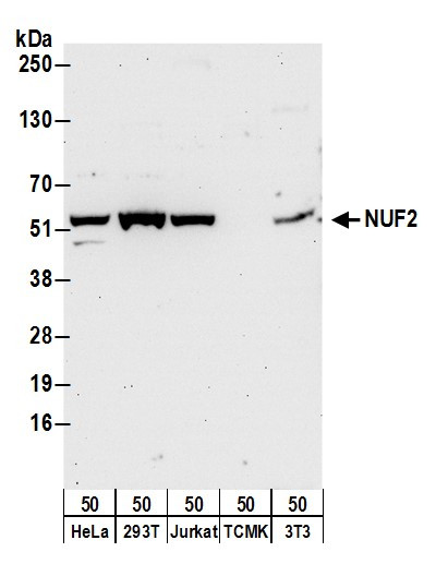 NUF2 Antibody in Western Blot (WB)