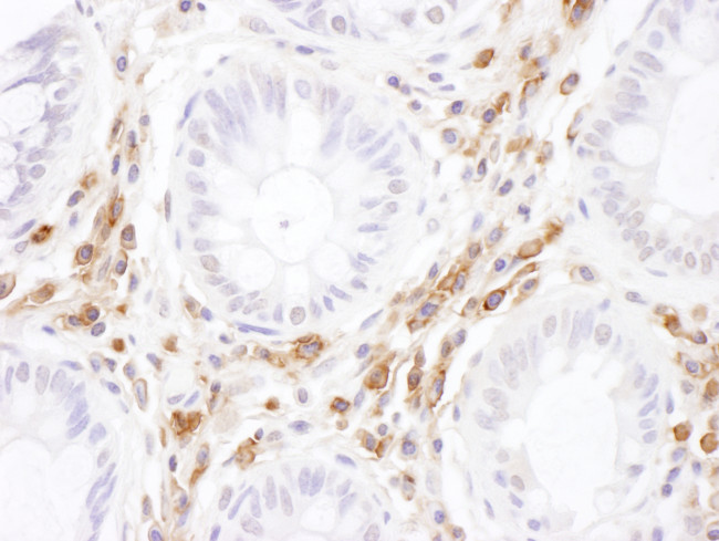 ICAM-3 Antibody in Immunohistochemistry (Paraffin) (IHC (P))