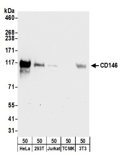 CD146 Antibody in Western Blot (WB)