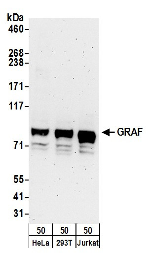GRAF Antibody in Western Blot (WB)