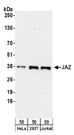 JAZ Antibody in Western Blot (WB)
