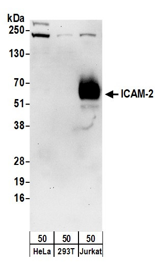 ICAM-2 Antibody in Western Blot (WB)