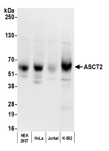 ASCT2 Antibody in Western Blot (WB)