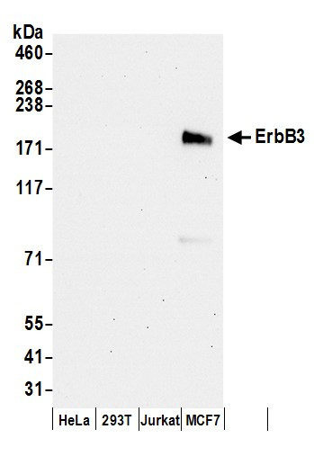 ErbB3 Antibody in Western Blot (WB)