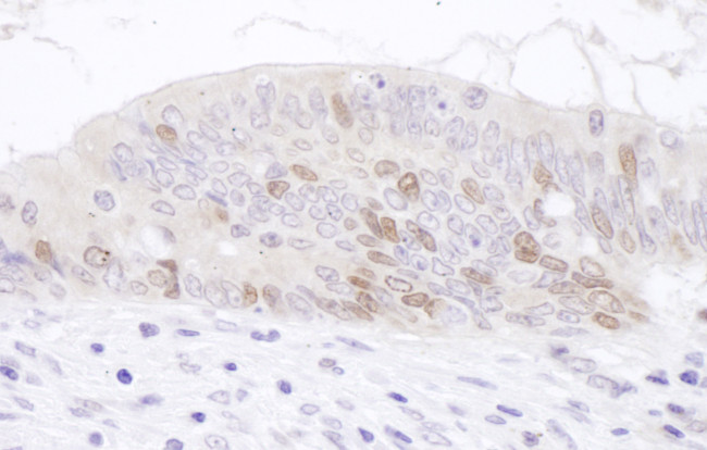 PAF Antibody in Immunohistochemistry (Paraffin) (IHC (P))