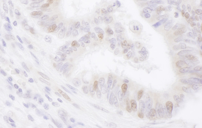 PAF Antibody in Immunohistochemistry (Paraffin) (IHC (P))