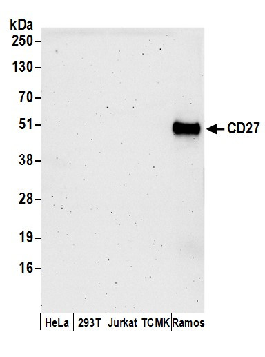 CD27 Antibody in Western Blot (WB)