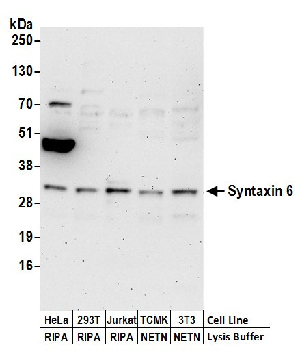 Syntaxin 6 Antibody in Western Blot (WB)