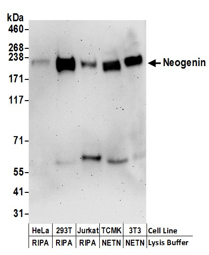 Neogenin Antibody in Western Blot (WB)