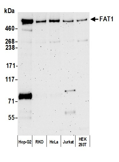 FAT1 Antibody in Western Blot (WB)