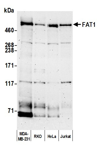 FAT1 Antibody in Western Blot (WB)
