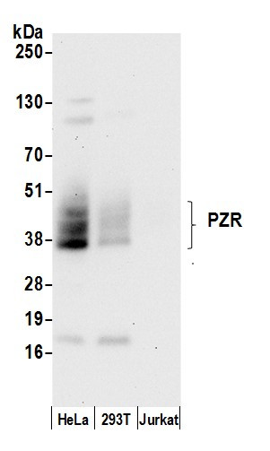 PZR Antibody in Western Blot (WB)