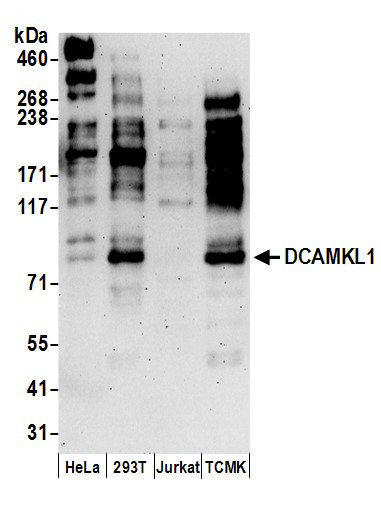 DCAMKL1 Antibody in Western Blot (WB)
