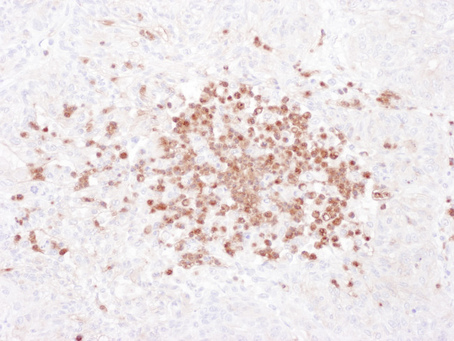 Stomatin Antibody in Immunohistochemistry (Paraffin) (IHC (P))