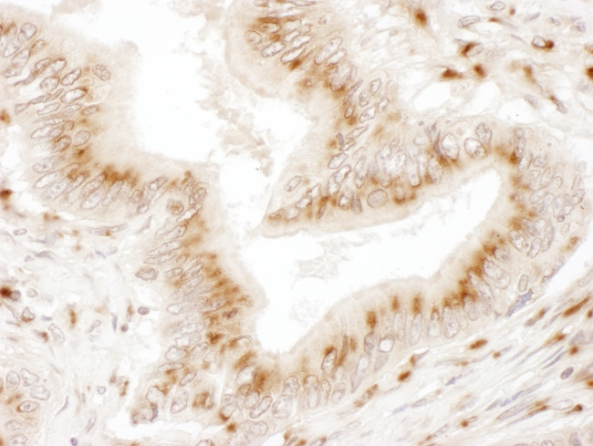 TGOLN2 Antibody in Immunohistochemistry (Paraffin) (IHC (P))