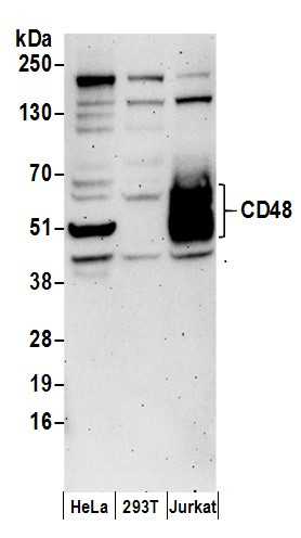 CD48 Antibody in Western Blot (WB)