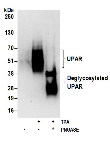 UPAR Antibody in Western Blot (WB)