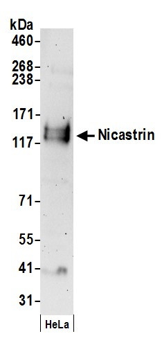 Nicastrin Antibody in Western Blot (WB)
