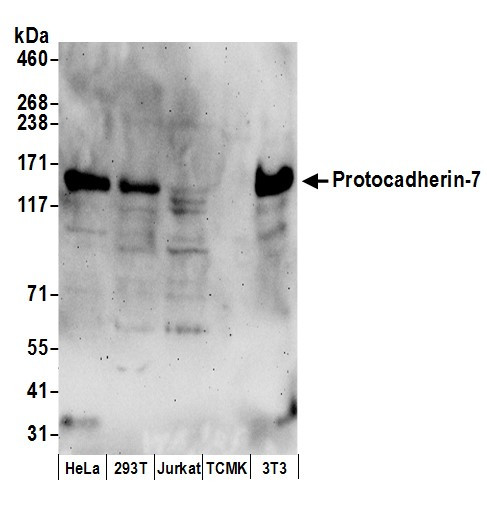 Protocadherin-7 Antibody in Western Blot (WB)
