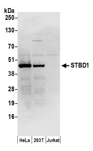 STBD1 Antibody in Western Blot (WB)