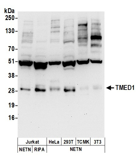TMED1 Antibody in Western Blot (WB)
