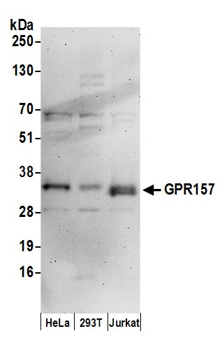 GPR157 Antibody in Western Blot (WB)