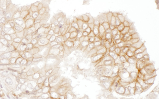 CD147 Antibody in Immunohistochemistry (Paraffin) (IHC (P))