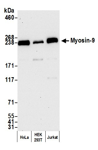 Myosin-9 Antibody in Western Blot (WB)