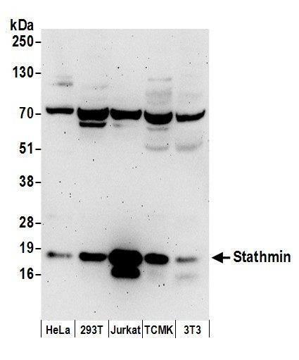 Stathmin Antibody in Western Blot (WB)