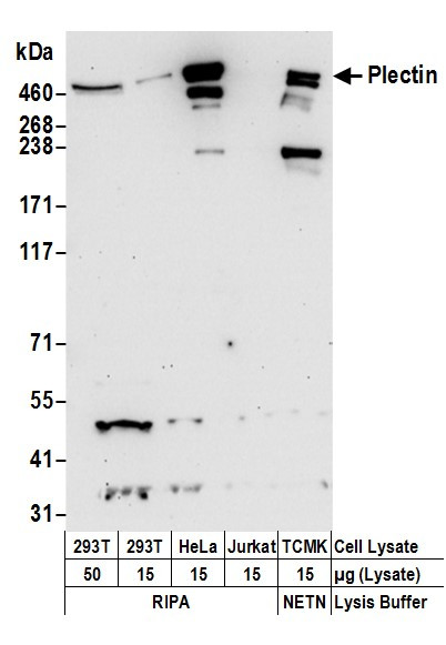 Plectin Antibody in Western Blot (WB)