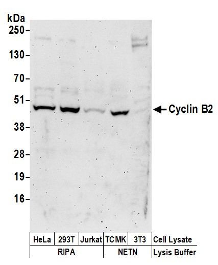Cyclin B2 Antibody in Western Blot (WB)