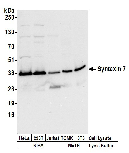 Syntaxin 7 Antibody in Western Blot (WB)