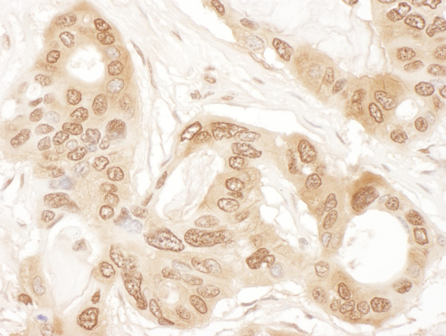ICLN Antibody in Immunohistochemistry (Paraffin) (IHC (P))
