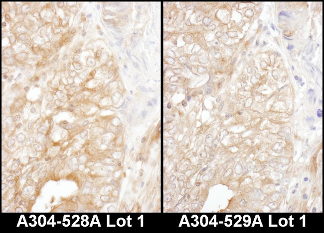 DYNC1I2 Antibody in Immunohistochemistry (Paraffin) (IHC (P))