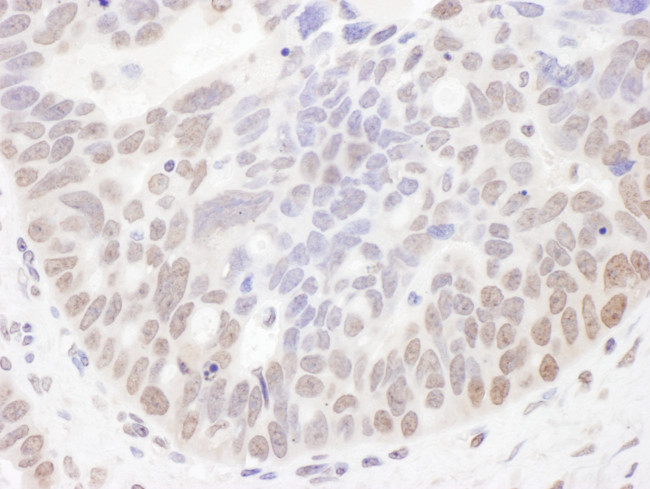 NIR Antibody in Immunohistochemistry (Paraffin) (IHC (P))