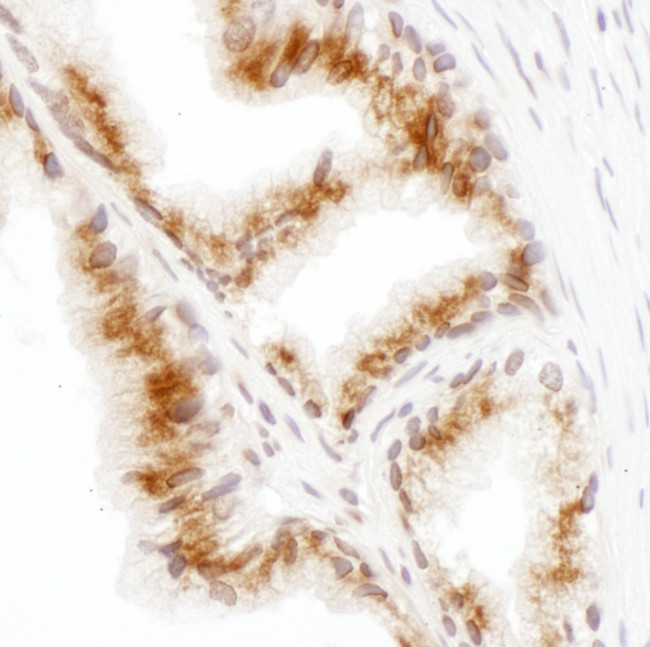 GRASP55 Antibody in Immunohistochemistry (Paraffin) (IHC (P))