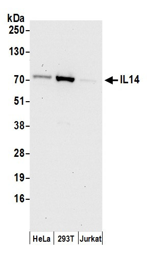 IL14 Antibody in Western Blot (WB)