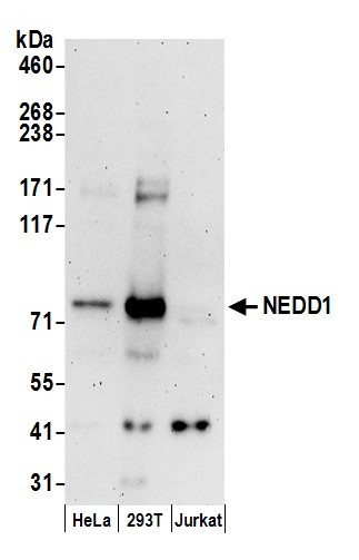 NEDD1 Antibody in Western Blot (WB)
