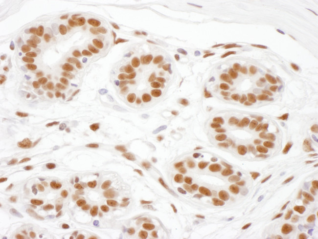 ARS2 Antibody in Immunohistochemistry (Paraffin) (IHC (P))