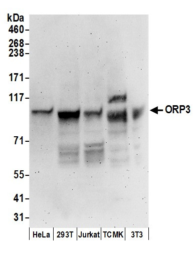 ORP3 Antibody in Western Blot (WB)