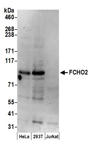 FCHO2 Antibody in Western Blot (WB)