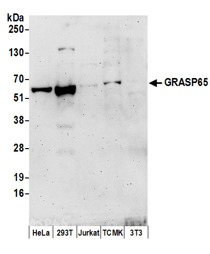 GRASP65 Antibody in Western Blot (WB)