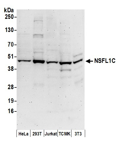 NSFL1C Antibody in Western Blot (WB)