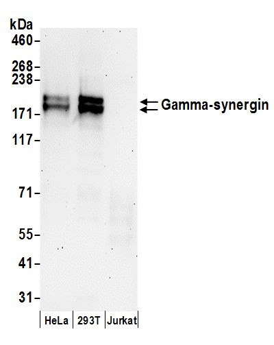 Gamma-synergin Antibody in Western Blot (WB)