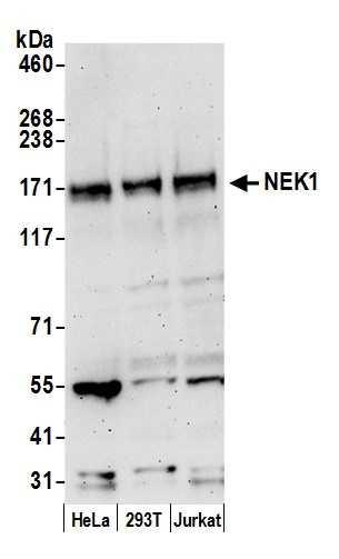 NEK1 Antibody in Western Blot (WB)